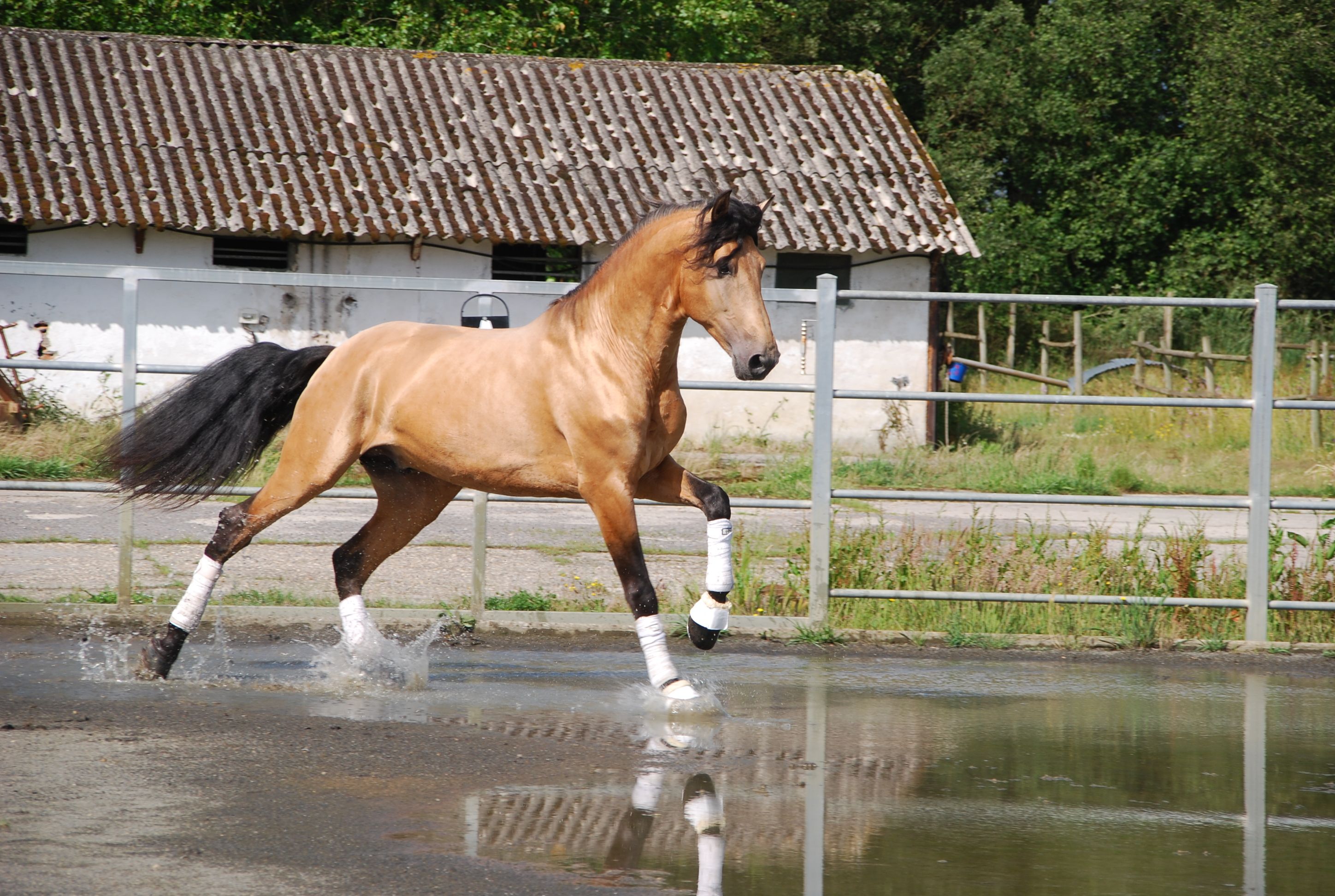 PFERDE | Yeguada Seahorse